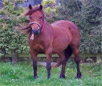 Galician Pony Breed
