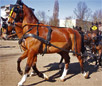 Gelderland Horse Breed