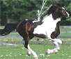 Georgian Grande Horse