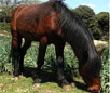 Giara Horse