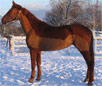Gidran Horse Breed
