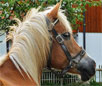Avelignese - Haflinger Horse Breed