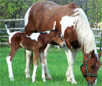 Hanoverian Horse Breed