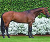 Holsteiner Horse Breed