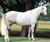 Irish Sport Horse 