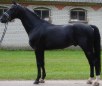 Russian Don Horse Breed