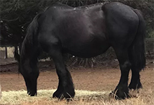 Australian Draught Horse