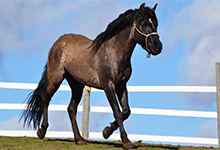 Blazer Horse