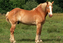Breyer Horse 6x6