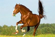 Chestnut Stallion Rodeo