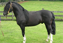 Chilean Horse