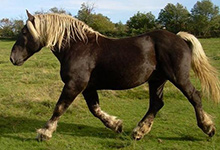 Comtois Horse