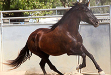 Costarican Saddle Horse
