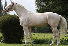 Czech Warmblood Horse