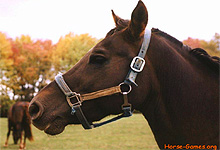 Dark Brown Horse 6x6