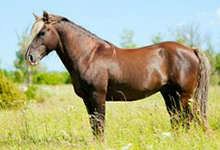 Estonian Horse