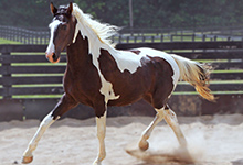 Georgian Grande Horse