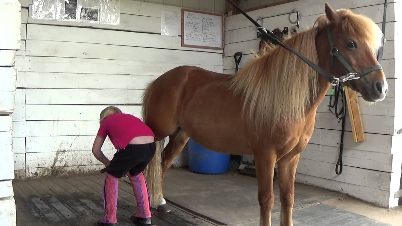 Grooming Your Horse and Ponies 11 Amazing Grooming Tips!