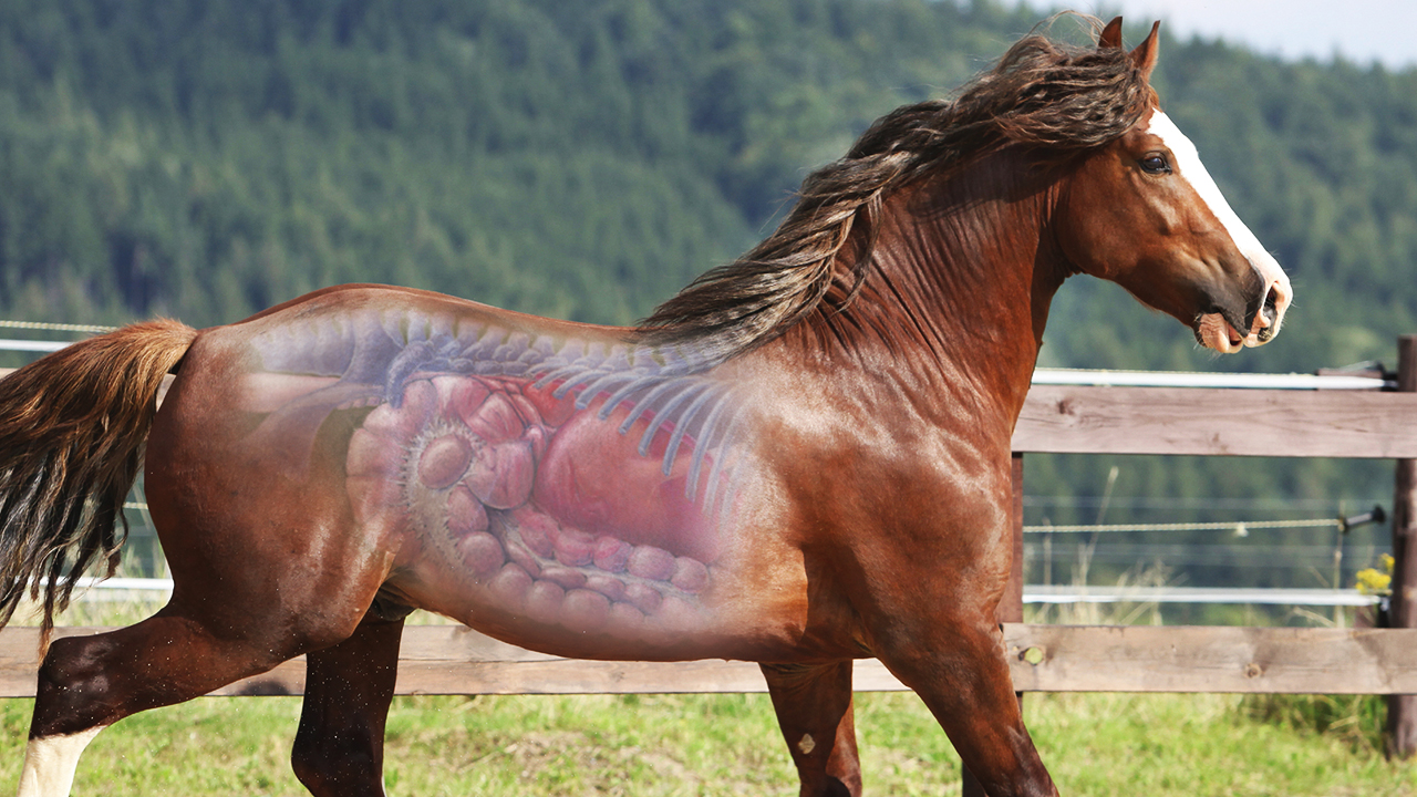 Horse Diseases Precaution is Better than Cure!