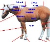 Horse Points