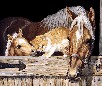 Horse Jigsaw Puzzle 5