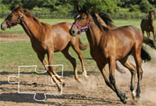 Horses in Training 5x5