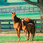 How much does it cost to have a horse