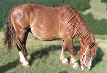 Italian Heavy Draft Horse