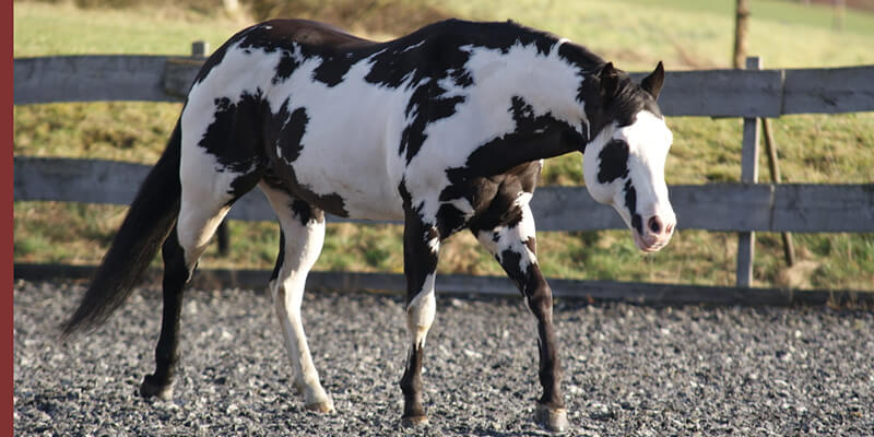 Learn More About The Mystical Paint Horse At Horse Games Org