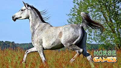 Personality of Horse