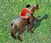 Horse Show Jump