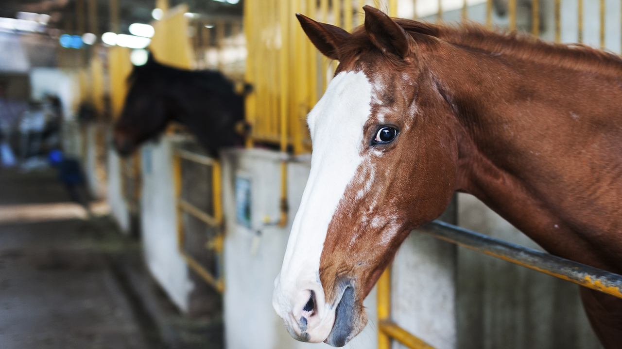 9 Most Amazing Advises about Taking Care of an Old Horse!