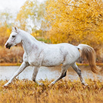 Top 5 herbs that will help your horse