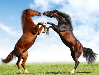 Two Horses Jigsaw Image