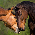 What you need to know about horse breeding