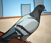 Pingeon Revenge
