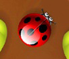 Spider Bugs Animal Game