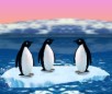 Turbocharged Penguins Game