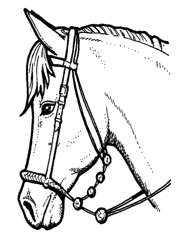 Color the Horse Picture 5