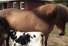 The Milk of Horses