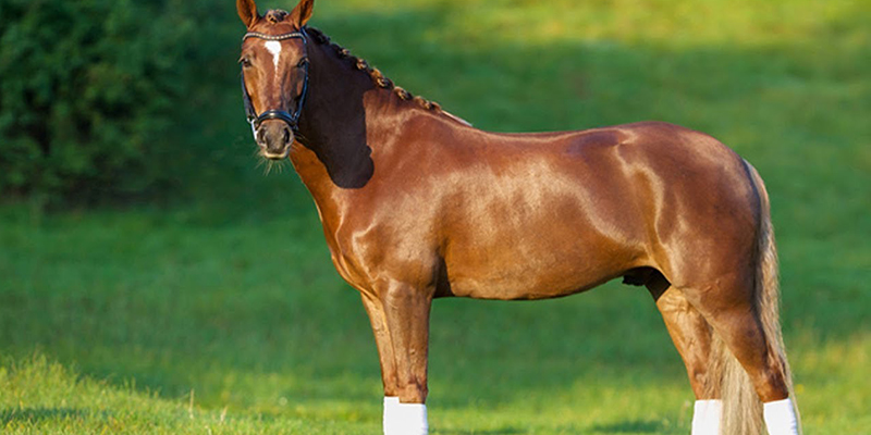 The Standard Horse Breed - The American Quarter Horse!
